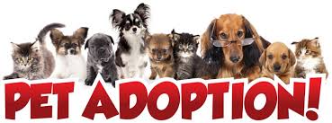 adopt a pet