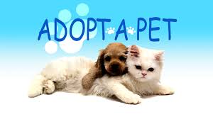 adopt-pet-tomsriver