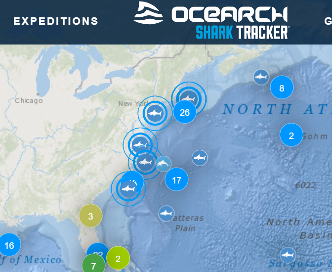 ocearch-shark-tracker