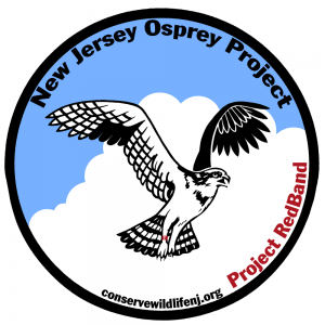 Watch the Osprey Cam Live from Island Beach State Park