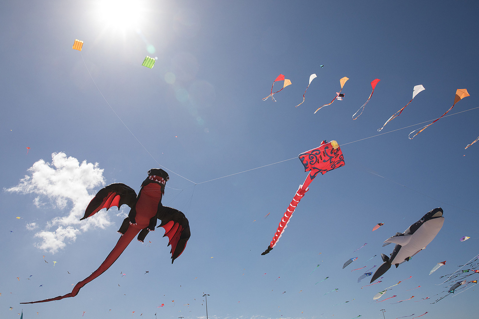 Kites in the Heights