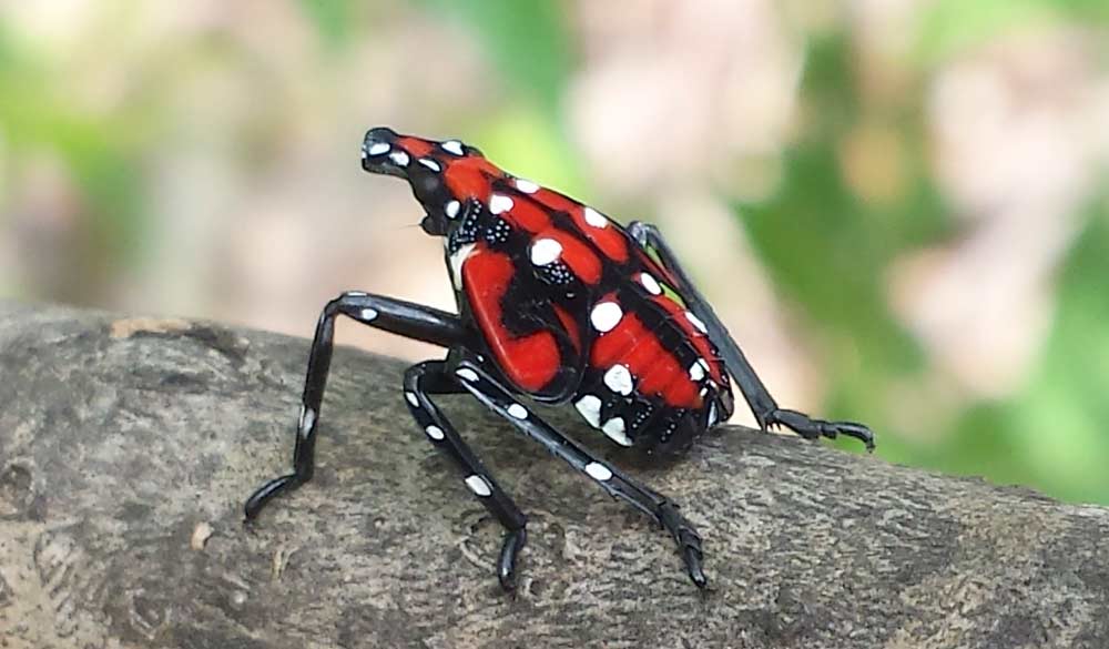 Red Spotted Lanternfly