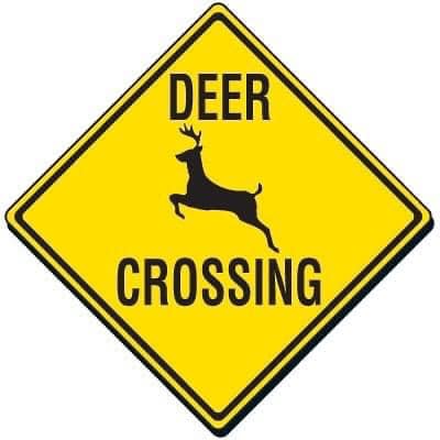 NJ Drivers Beware – This is What You Need to Know About Deer Season ...