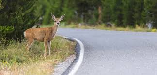 Deers & Driving Safety Tips