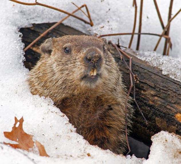 groundhog day staten island chuck