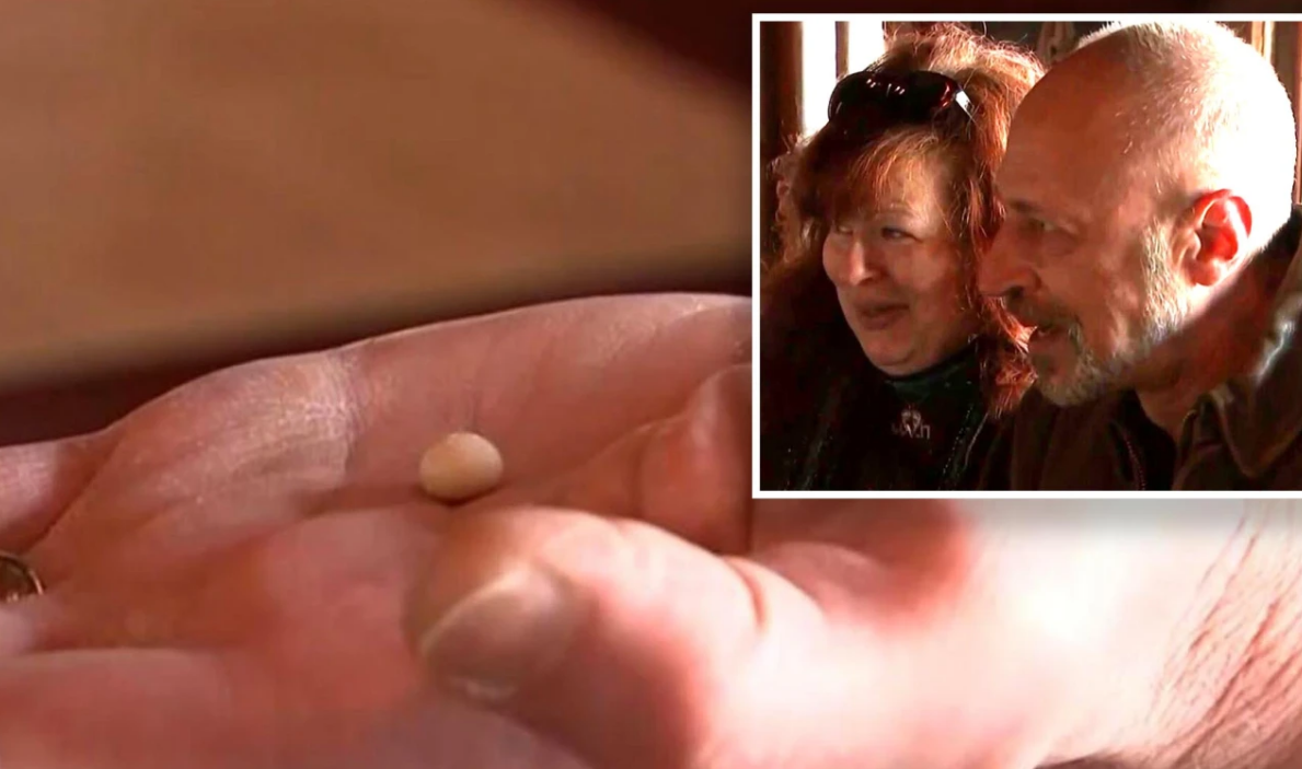 Brick Couple Found Pearl in Clam Worth Thousands of Dollars