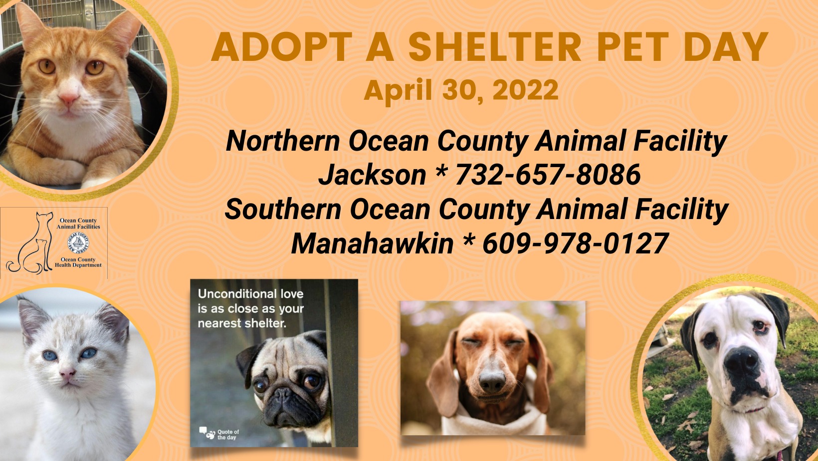 NATIONAL ADOPT A SHELTER PET DAY