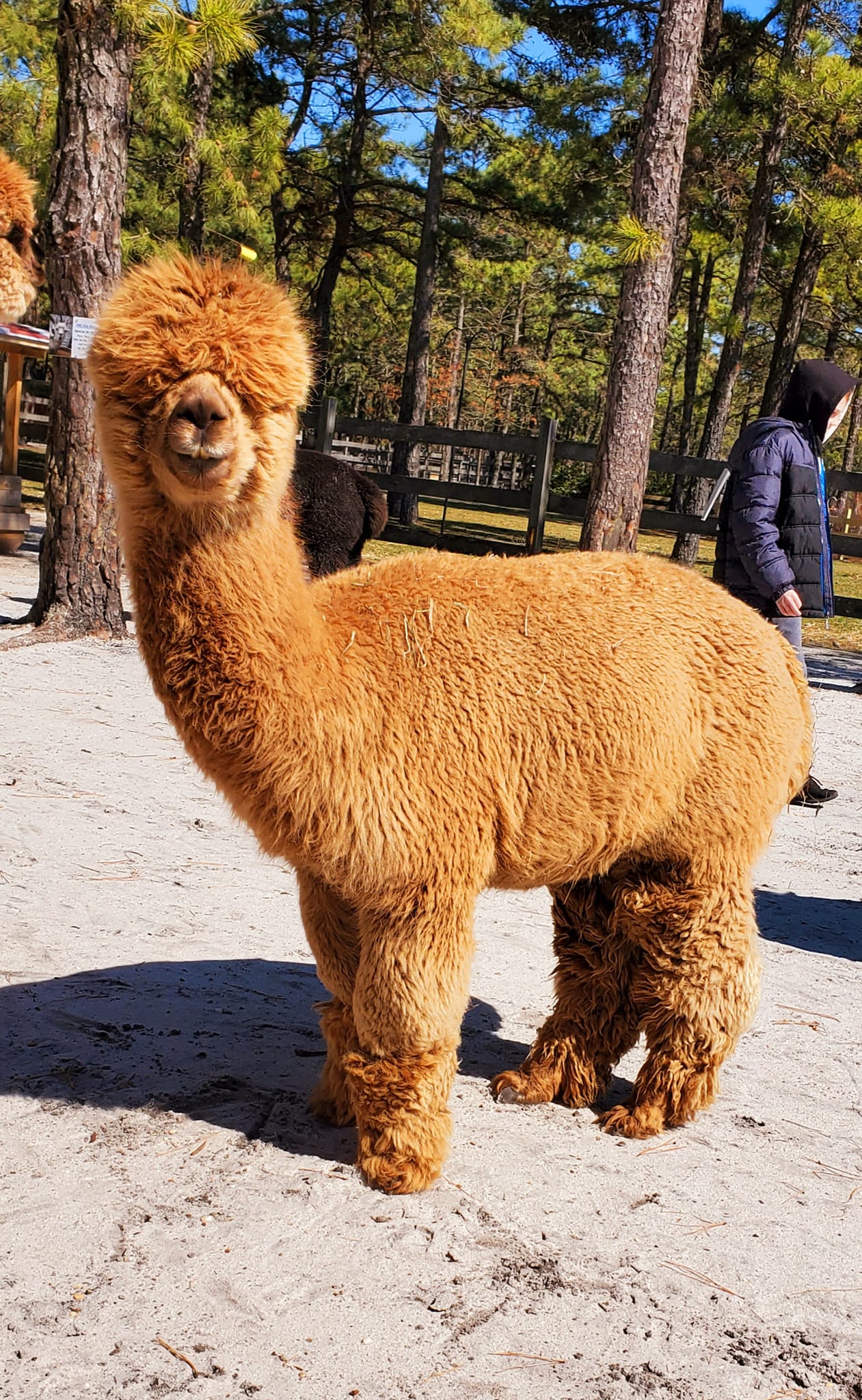 alpaca farm in waretown