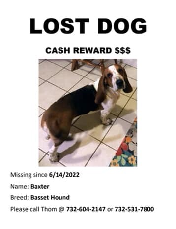 Lost dog in toms river nj