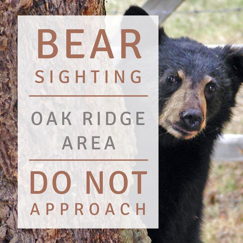 bear-sighting-in-oak-ridge-toms-river-nj