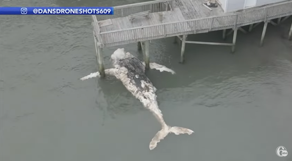 dead-humpback-whale-in-south-jersey