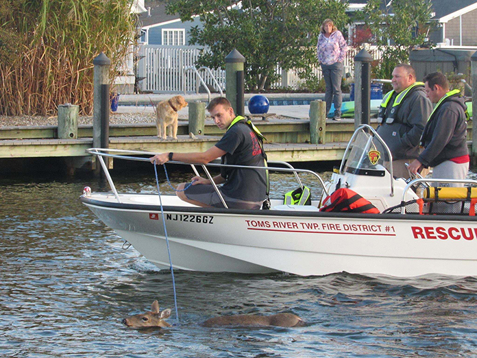 Deer Saved From Lagoon in Toms River - TomsRiver.org