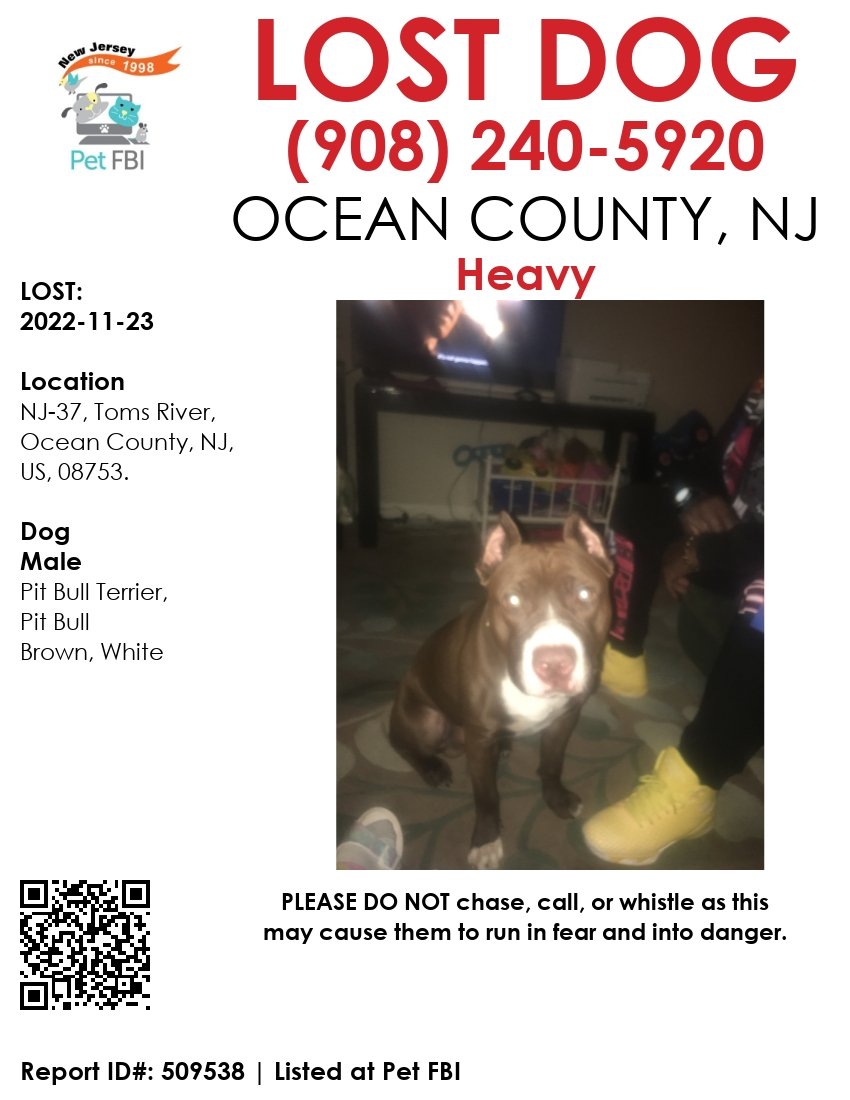 lost-dog-in-Toms-River-dog-named-heavy