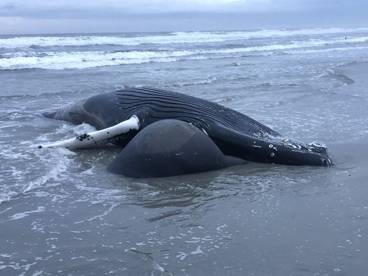 First dolphin in nearly a month strands at Jersey Shore