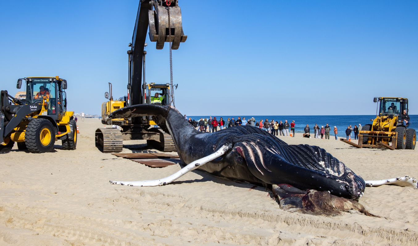 Dead whale washes ashore on Long Branch, NJ beach