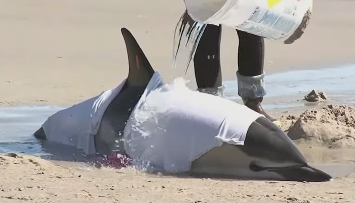 What Caused 8 Dolphins To Wash Up On The Jersey Shore? - TomsRiver.org