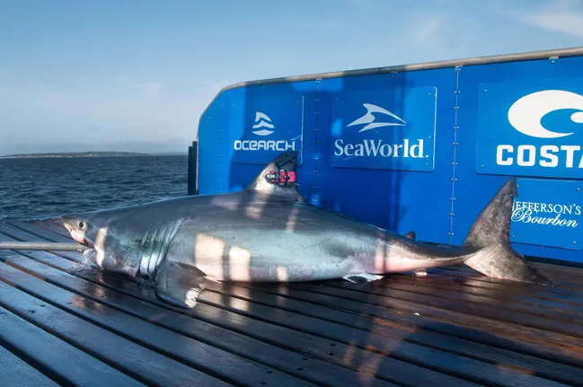 10-foot great white shark pings off coast of New Jersey