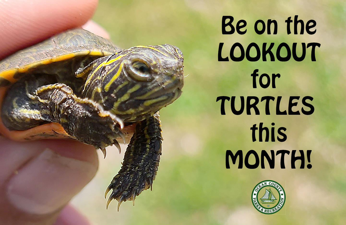 BE ON THE LOOKOUT FOR TURTLES THIS MONTH! - TomsRiver.org