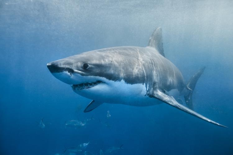 Great White Shark Surfaces Off The Coast Of Ocean County - TomsRiver.org