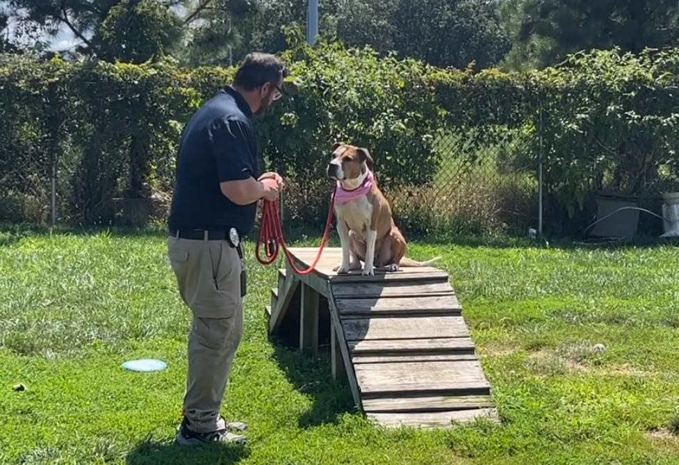 Toms River Animal Shelter Is Connecting Furry Friends With Caring ...