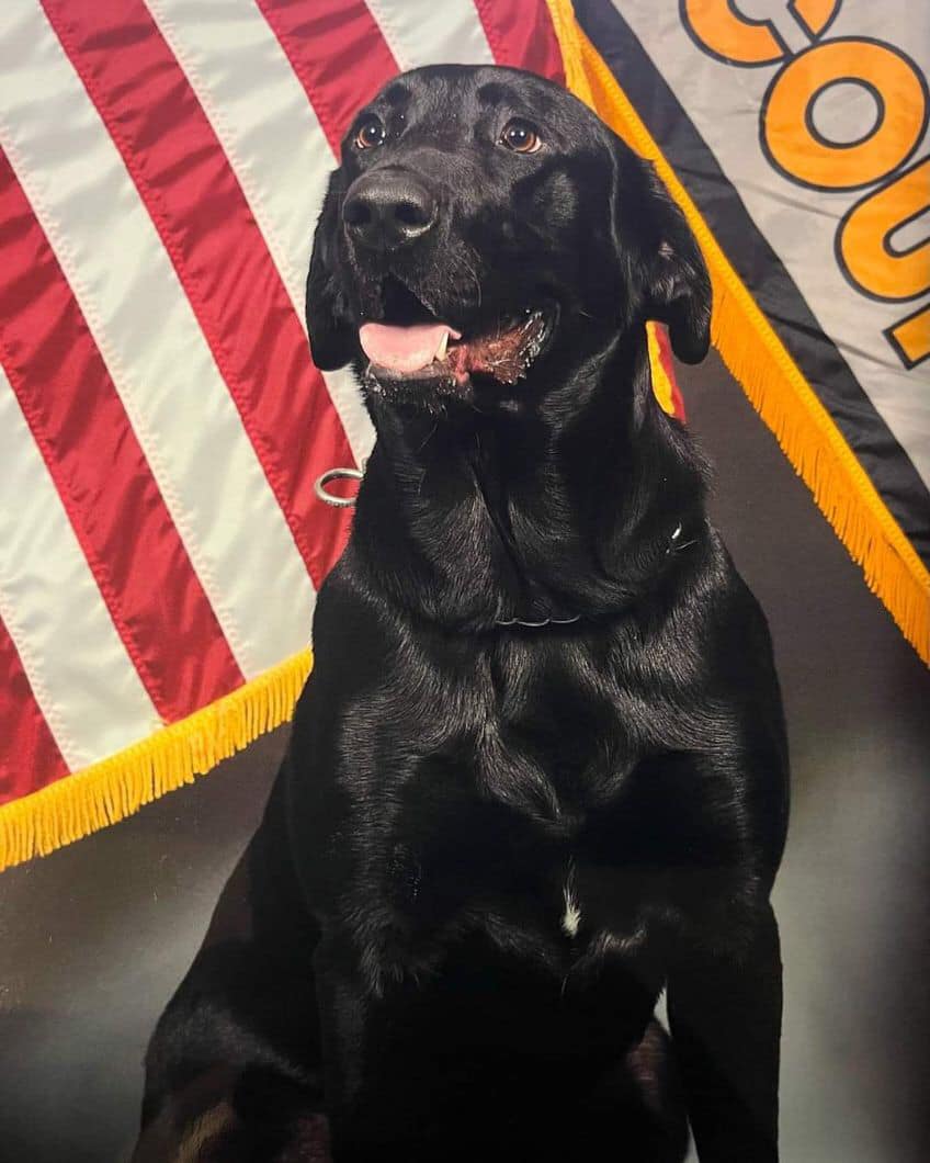 Sad News: Ocean County's Beloved K9 Loses Cancer Fight