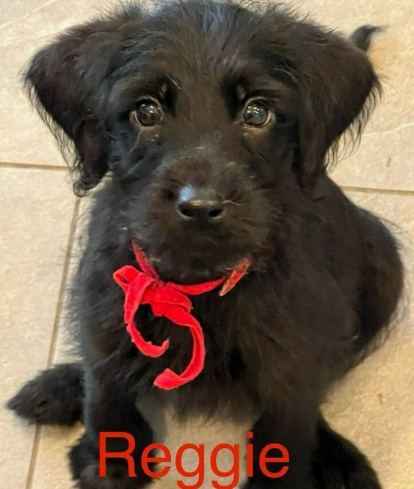 Reggie for Adoption in Toms River