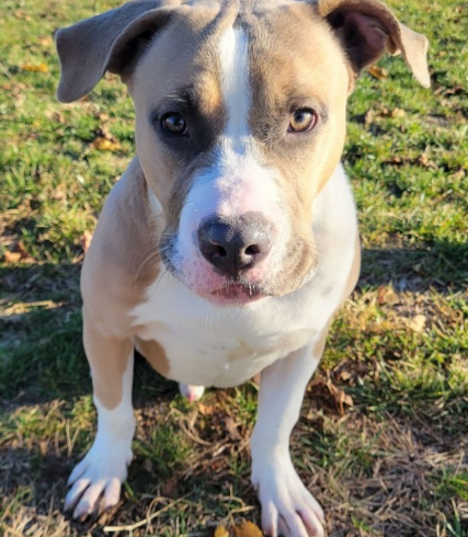 Splash Pit Bull Terrier Toms River, NJ