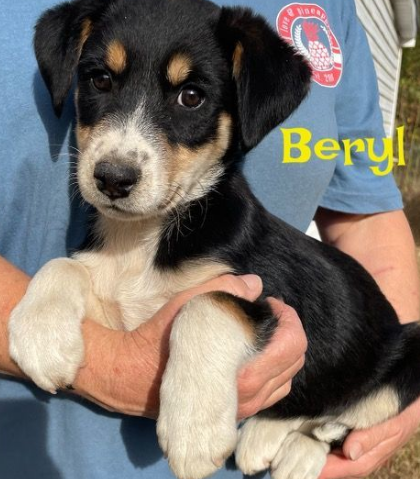 Beryl Needs a Home