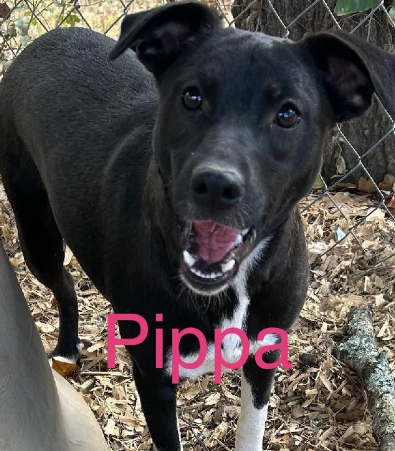 Pippa Pets for Adoption