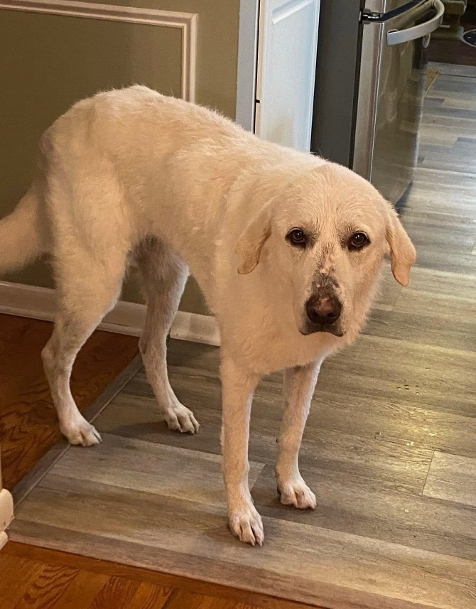 Emma Great Pyrenees Toms River, NJ