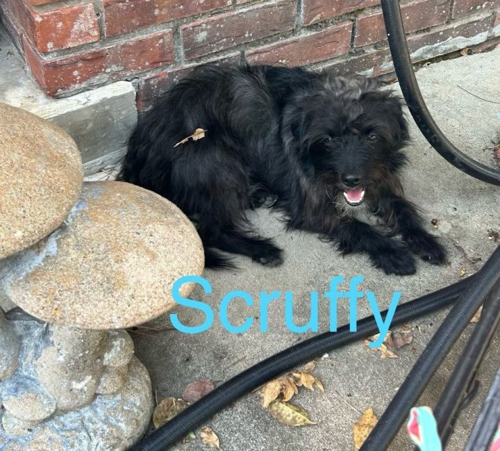 Scruffy Terrier Mix Toms River, NJ