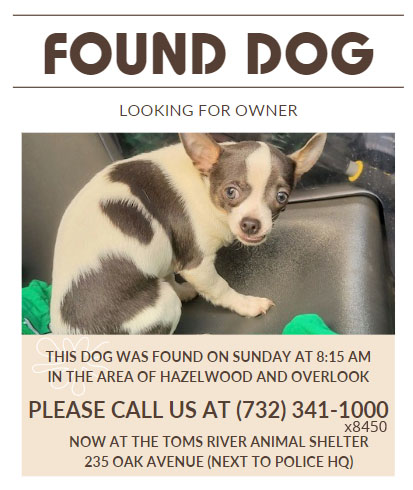 dog found in toms river cattus island