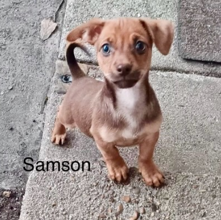 Samson for Adoption