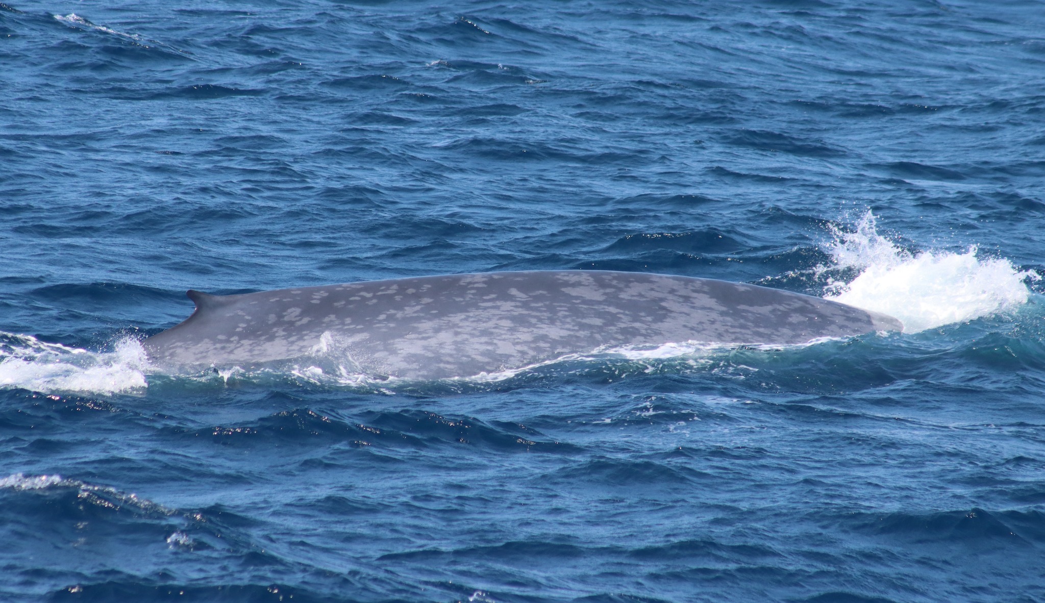 Photo Credit: Cape May Whale Watch and Research Center