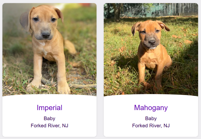 Adopt Pitbull puppies