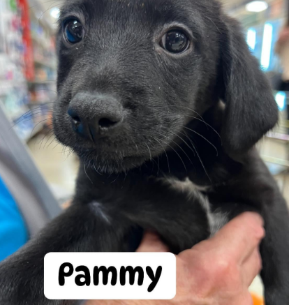 pammy