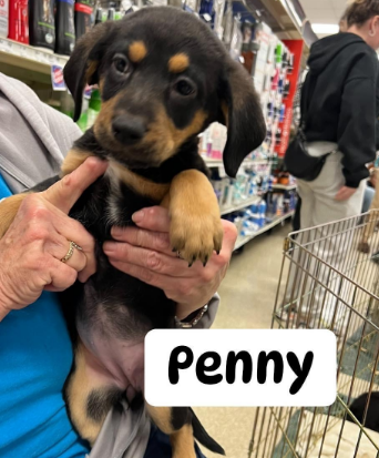 penny