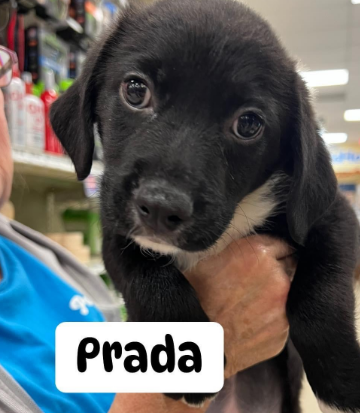 prada