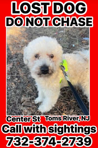 Lost Dog in Toms River.