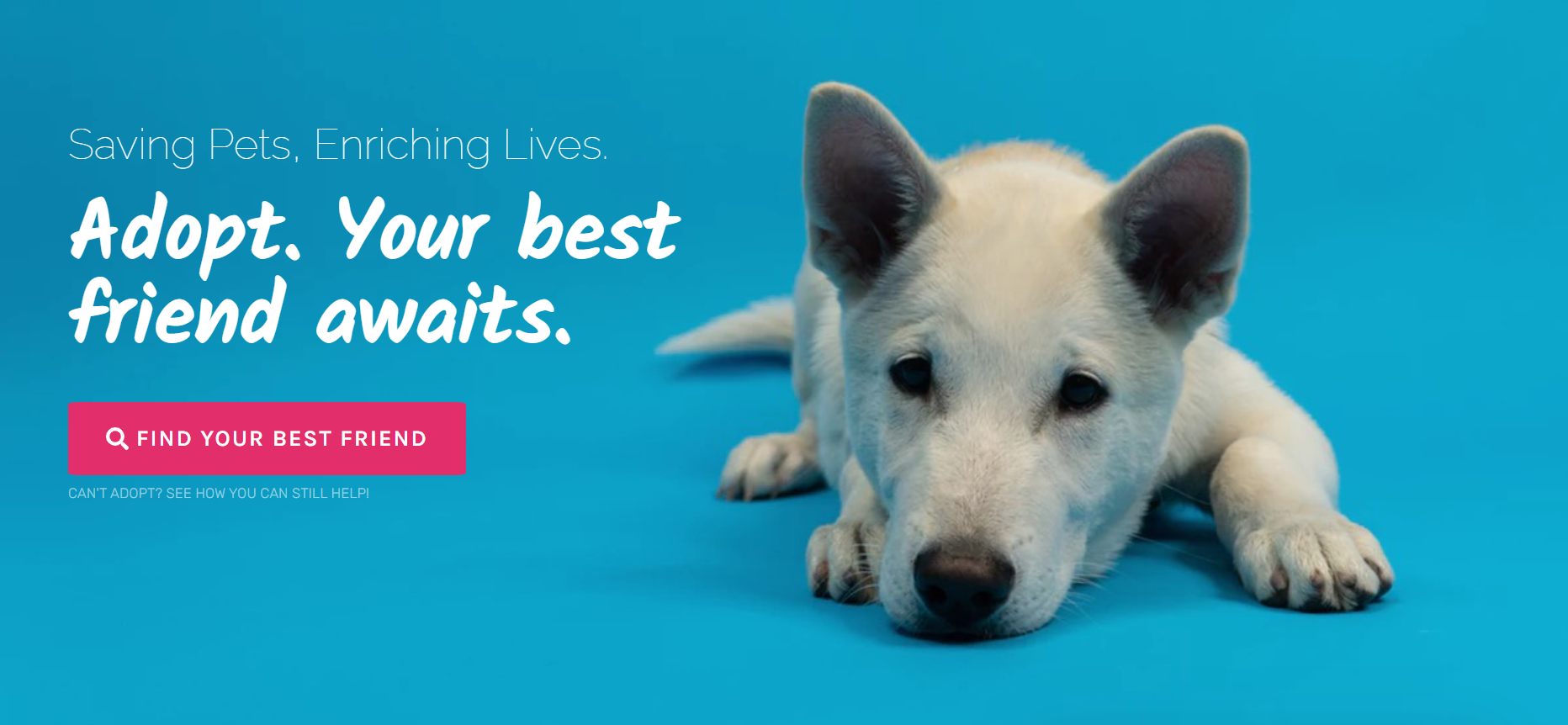 Petsmart Adoption Event 2025