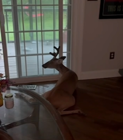Deer Rudolph Through Window Uninvited Guest: Deer Jumps Through Window in NJ Home (Watch Video ...